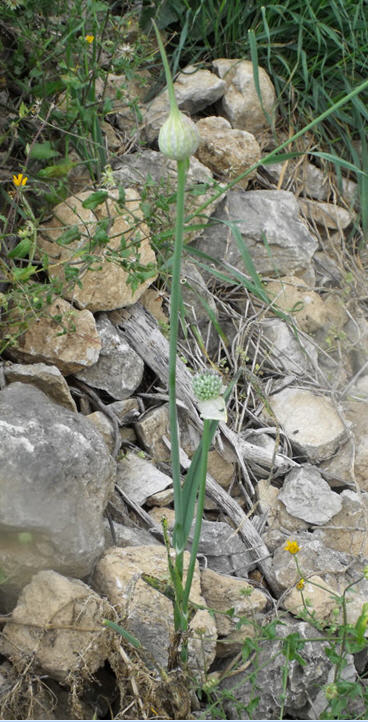 Allium ampeloprasum / Porraccio